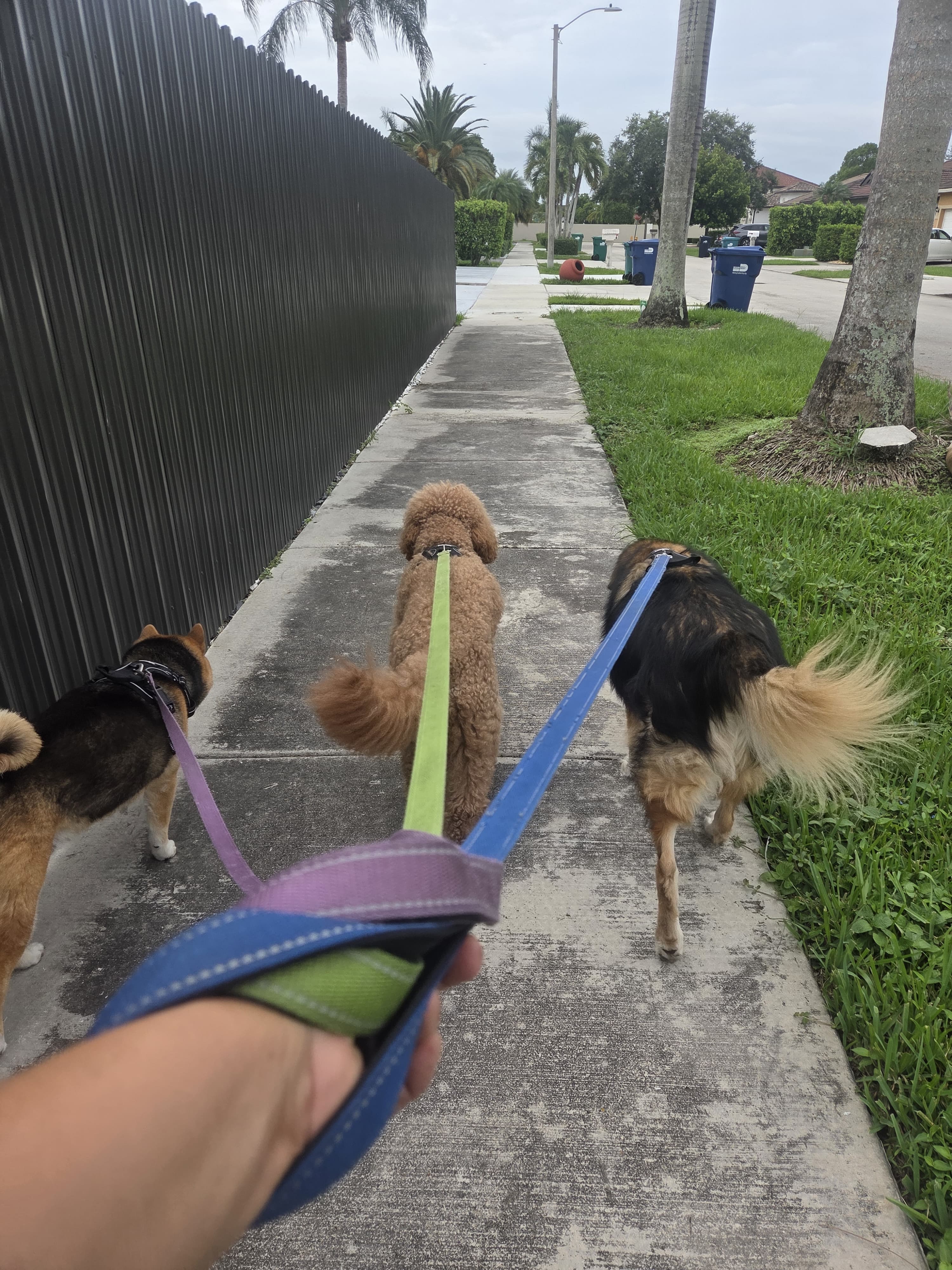 Lisette walking three dogs on a neighborhood sidewalk